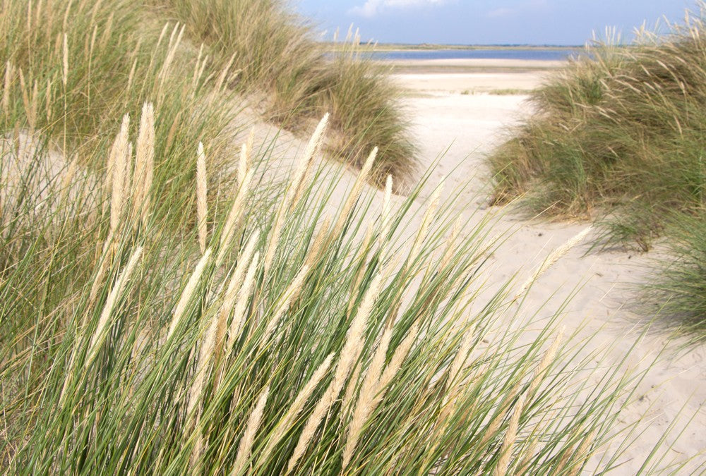 Fototapete Nr. 3296 - Der Weg zum Strand