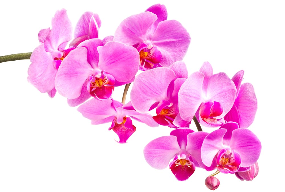 Fototapete Nr. 3303 - Orchidee in pink