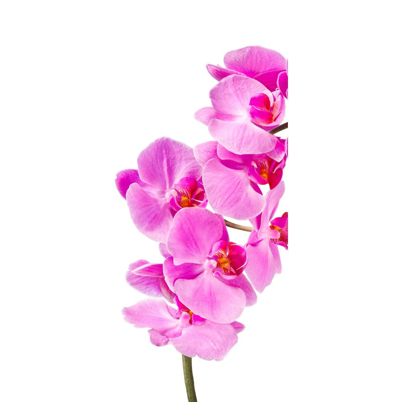 Türtapete Nr. 3303 - Orchidee in pink