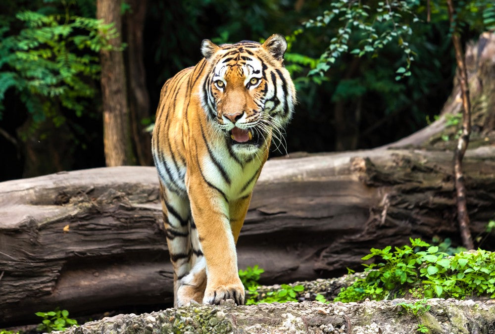 Fototapete Nr. 3326 - Tiger in der Natur