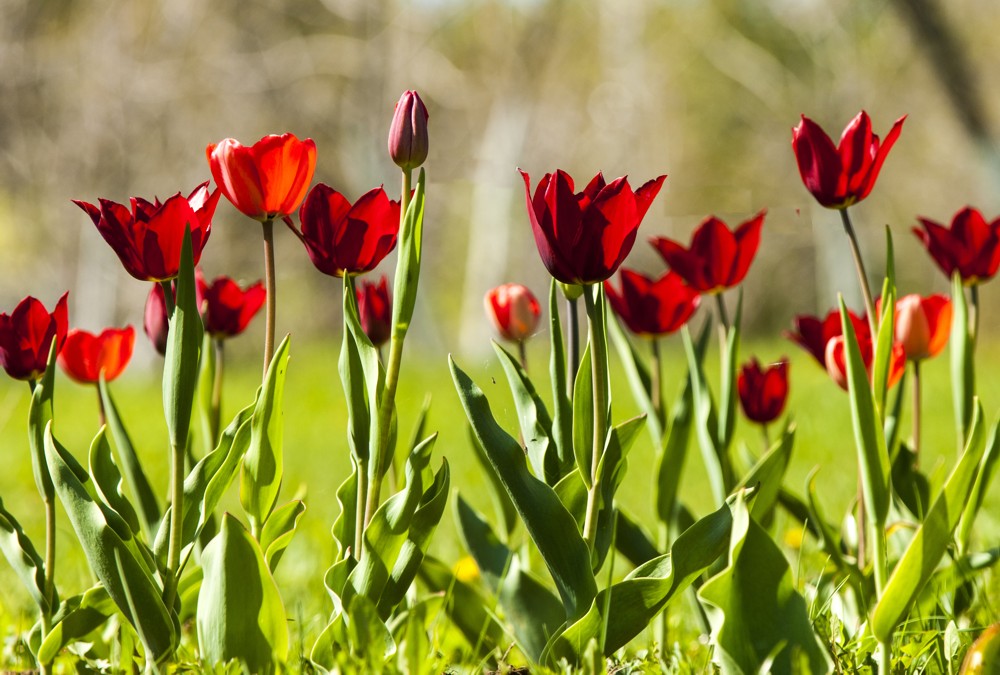 Fototapete Nr. 3419 - Tulpenfeld in rot