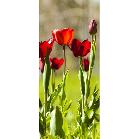 Türtapete Nr. 3419 - Tulpenfeld in rot