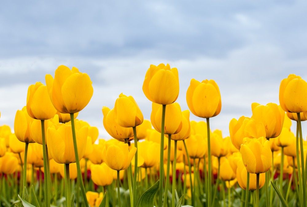 Fototapete Nr. 3420 - Tulpenfeld in gelb