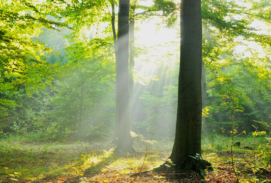 Fototapete Nr. 3459 - Sonnenwald VII