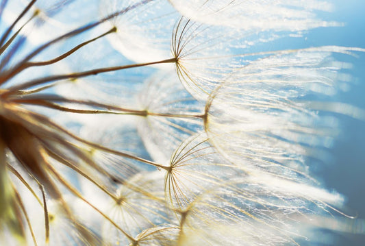 Fototapete Nr. 3511 - Dandelion nature