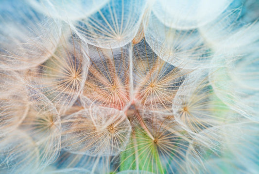 Fototapete Nr. 3513 - Dandelion inside