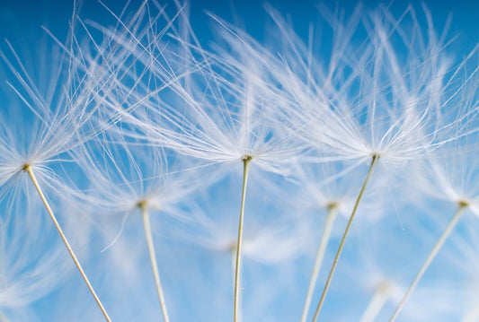 Fototapete Nr. 3514 - Dandelion seeds