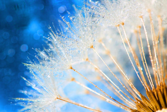 Fototapete Nr. 3515 - Dandelion reflex