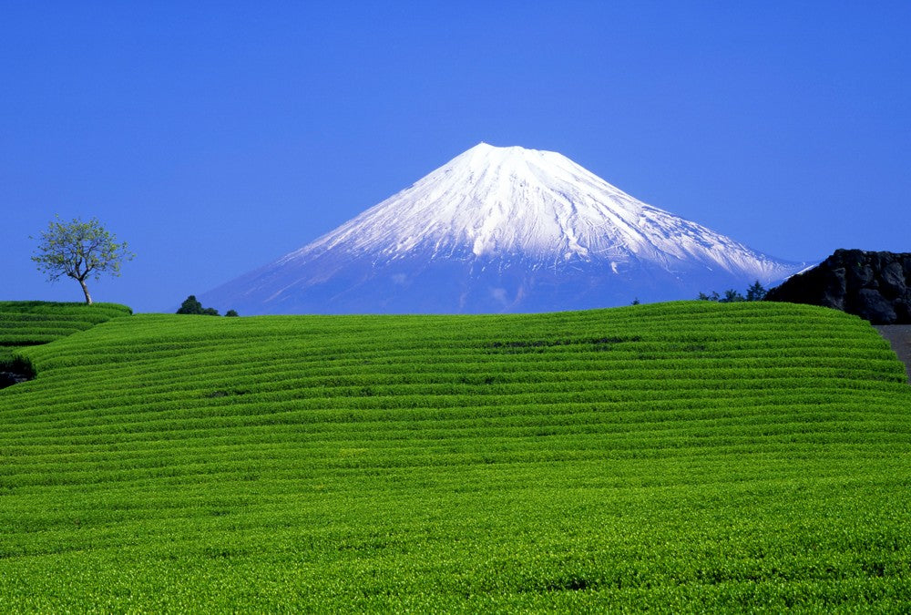 Fototapete Nr. 3537 - Fuji green fields