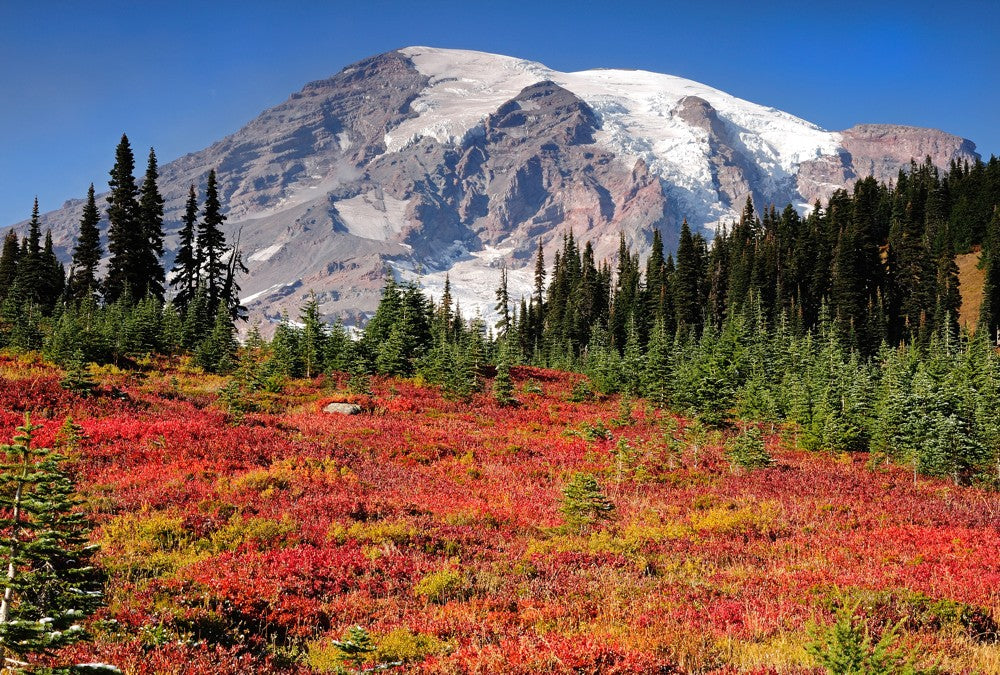 Fototapete Nr. 3541 - Mt. Rainier autumn