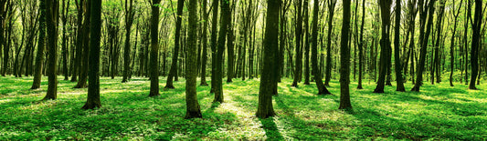 Panoramatapete Nr. 3567 - Spring Forest