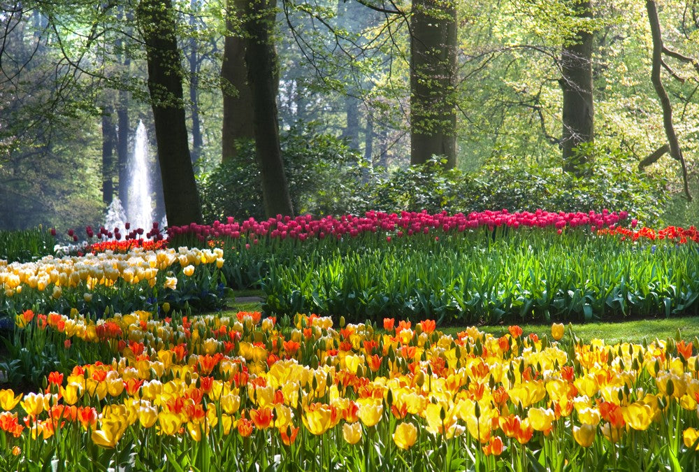 Fototapete Nr. 3622 - Tulip garden