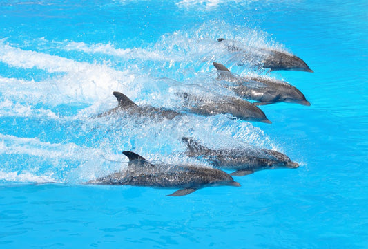 Fototapete Nr. 3642 - Happy dolphins