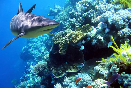 Fototapete Nr. 3643 - Sharky on reef