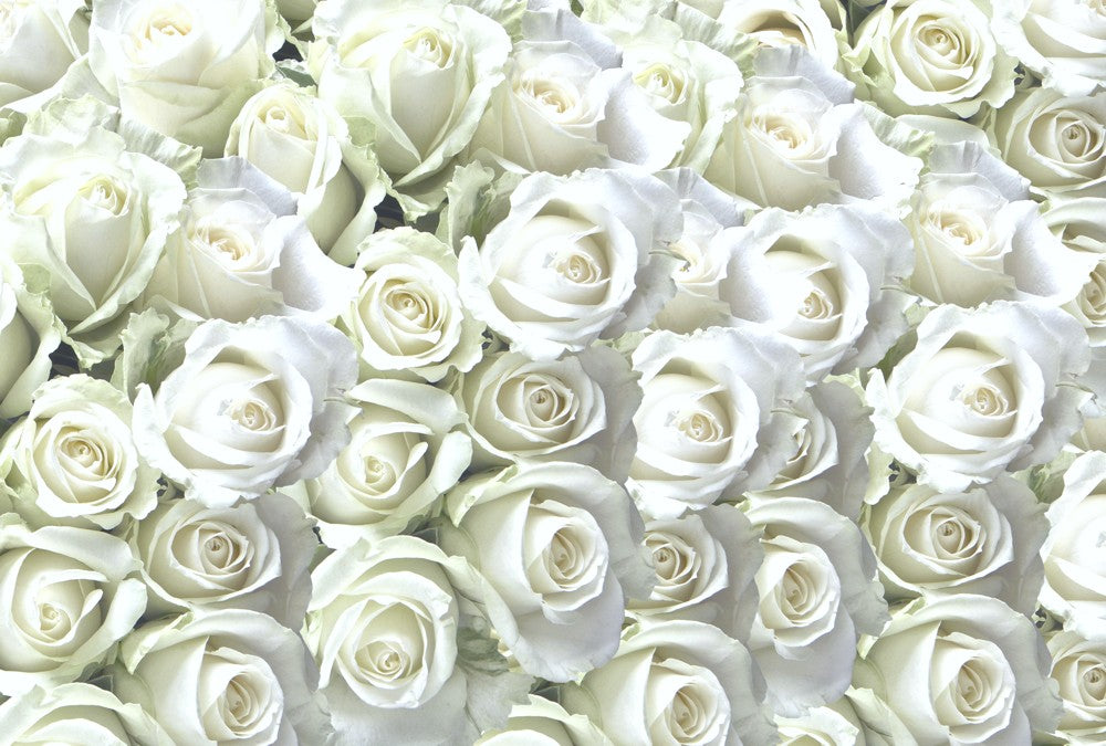 Fototapete Nr. 3659 - White Roses