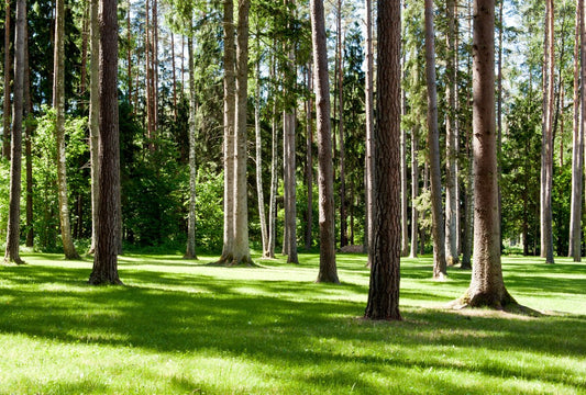 Fototapete Nr. 3675 - Sonnenwald I