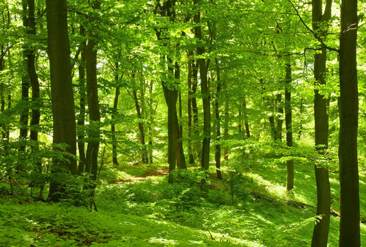 Fototapete Nr. 3678 - Herbstwald