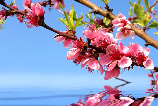 Fototapete Nr. 3804 - Cherry blossom