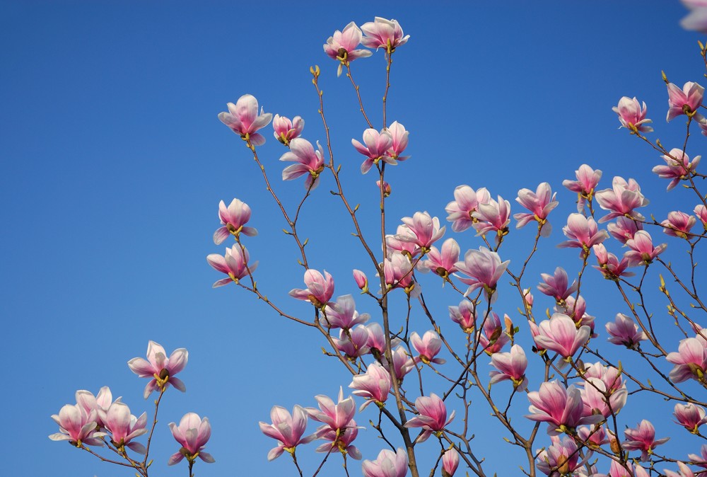 Fototapete Nr. 3806 - Magnolia tree