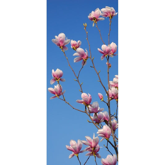 Türtapete Nr. 3806 - Magnolia tree