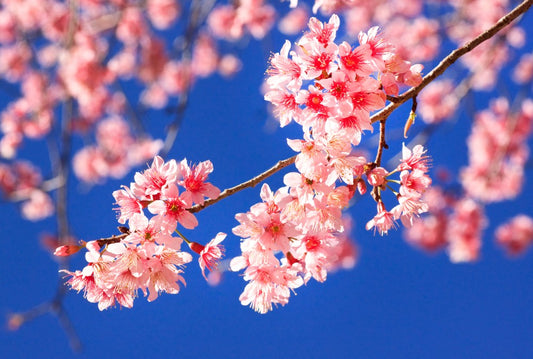 Fototapete Nr. 3808 - Cherry branches