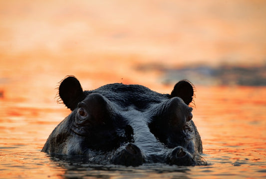 Fototapete Nr. 3857 - Hippo