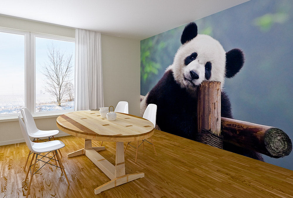 Fototapete Nr. 3858 - Panda