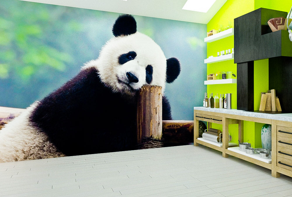 Fototapete Nr. 3858 - Panda