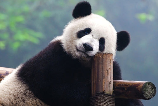 Fototapete Nr. 3858 - Panda