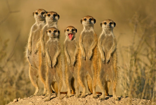 Fototapete Nr. 3861 - Suricate Familiy