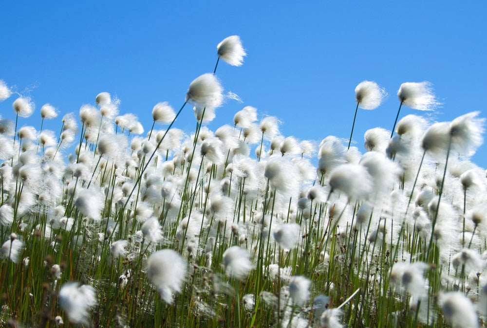 Fototapete Nr. 3862 - Cotton Field