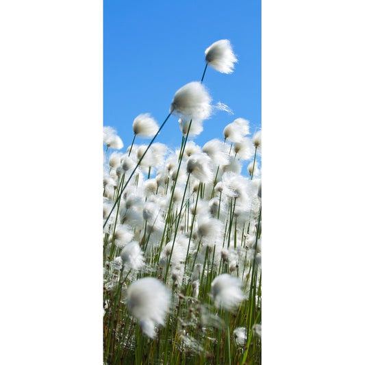 Türtapete Nr. 3862 - Cotton Field