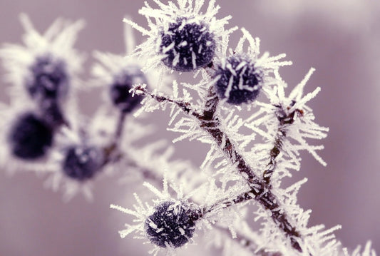 Fototapete Nr. 3877 - Blueberries