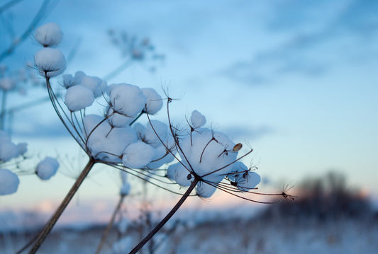 Fototapete Nr. 3878 - Winteridyll