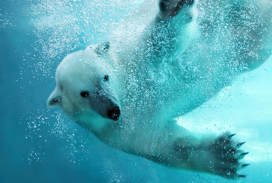 Fototapete Nr. 3894 - Icebear under water