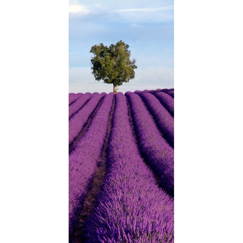 Türtapete Nr. 4290 - Lavendel