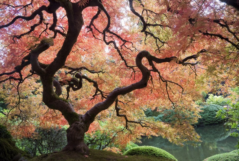 Fototapete Nr. 4541 - Japanischer Garten