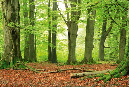 Fototapete Nr. 4549 - White Beeches