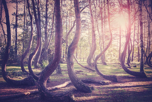 Fototapete Nr. 2935 - Wald der Erinnerung