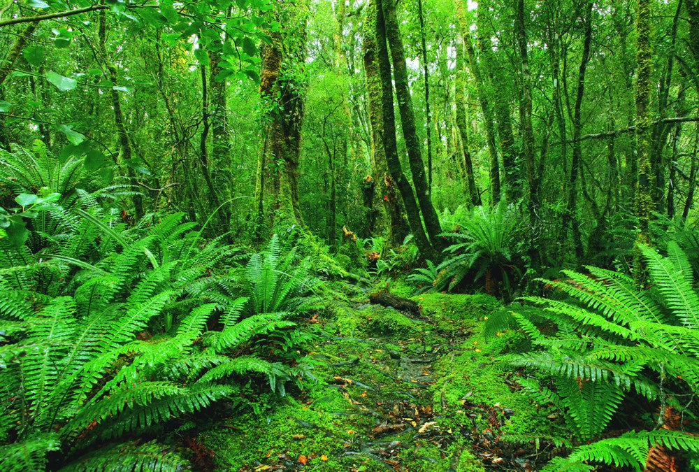 Fototapete Nr. 3190 - Tropischer Regenwald, Elfenbeinküste