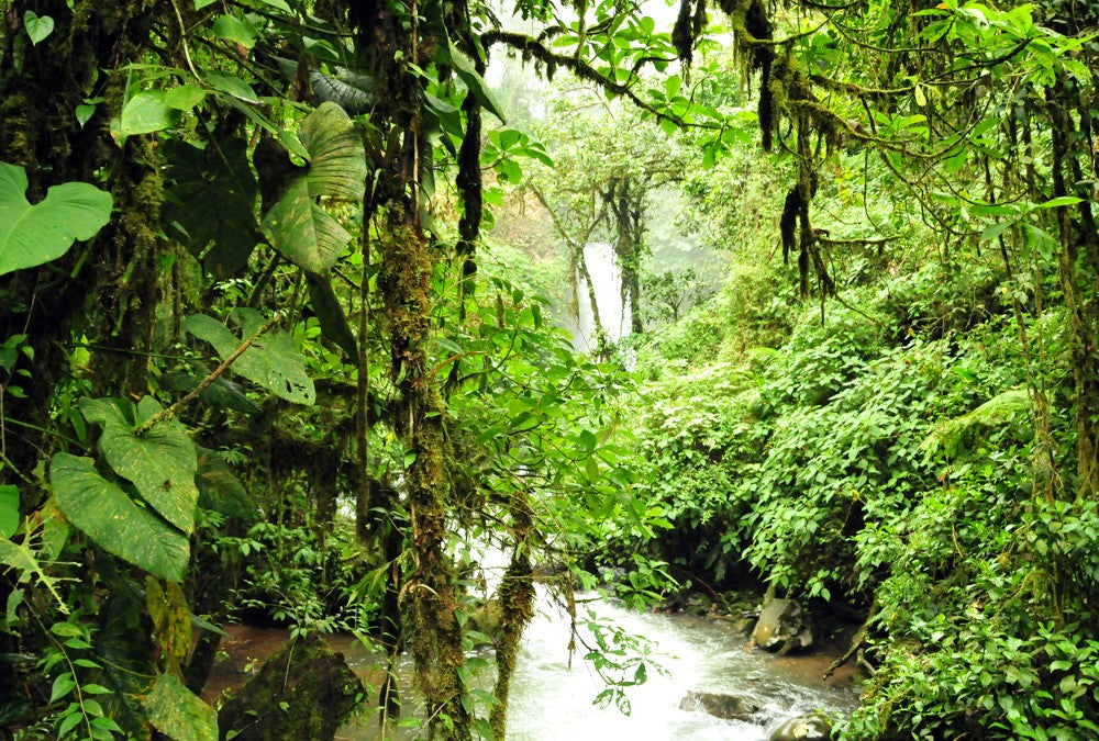 Fototapete Nr. 3192 - Tropischer Regenwald, Kolumbien