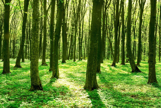 Fototapete Nr. 3567 - Spring Forest