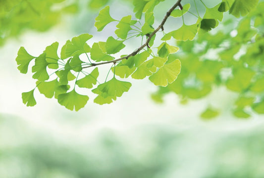 Fototapete Nr. 4363 - Ginkgo